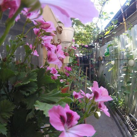 Casa Milly Constanta Apartment Екстериор снимка