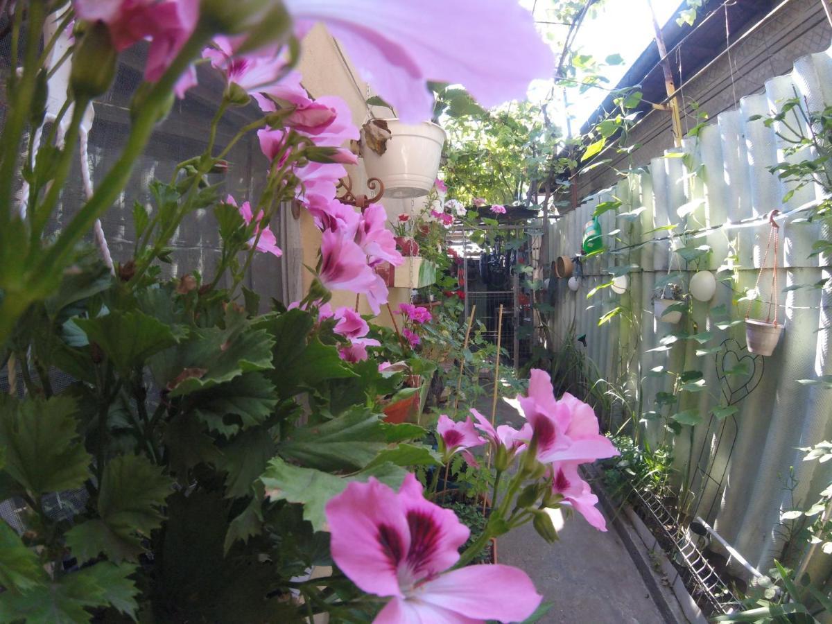 Casa Milly Constanta Apartment Екстериор снимка